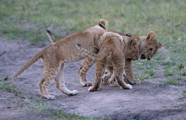 Lion cubs playing
