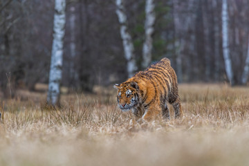 Siberian Tiger running. Beautiful, dynamic and powerful photo of this majestic animal. Set in environment typical for this amazing animal. Birches and meadows