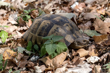 The tortoise in autumn leaves close-up