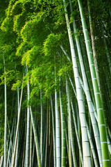 Bamboo Plantation in Kyoto, Japan