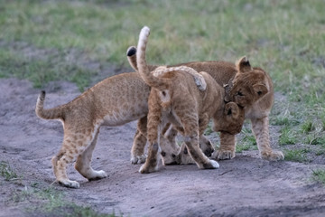 Lion cubs playing