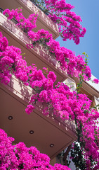 Bougainvelia flowers on balconies