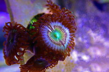 Caribbean's Citrus spp. zoanthids smal colony polyps