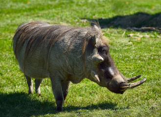 Male Common Warthog with three warts on face