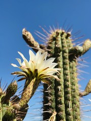 Flor de Cactaceae