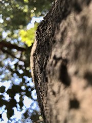 Corteza de &aacute;rbol 