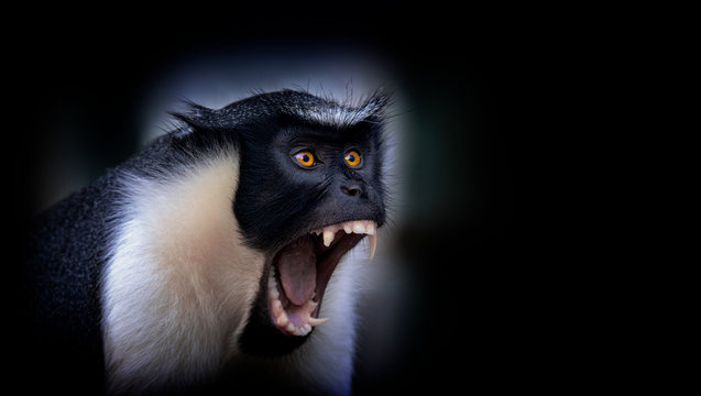 Diana monkey, Cercopithecus diana, a dark backround, scream, crescent-shaped browband, ruff and beard. Wildlife animals. Portrait