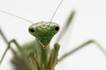 Mantis Face