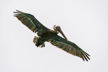 Green pelican in the sky with broad wings in Mexico Cancun