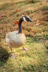 Lone Canada Goose on Grassy Lawn