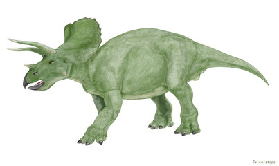 トリケラトプス　白亜紀後期の角竜類で雑食性。収斂進化としては現代のサイがあげられる。大型であり、長寿である。同じ角竜類のトロサウルスは現在ではこのトリケラトプスの老体だとする説がある。さまざまな個体変異が確認されている。角竜類では人気のある恐竜。