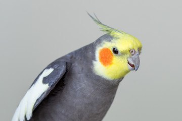 Cute cockatiel bird with grey and yellow feathers against a grey background