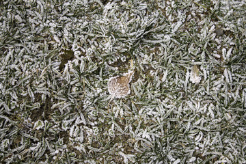 Leaves with ice and frost