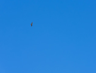 An eagle soaring high in the blue sky.