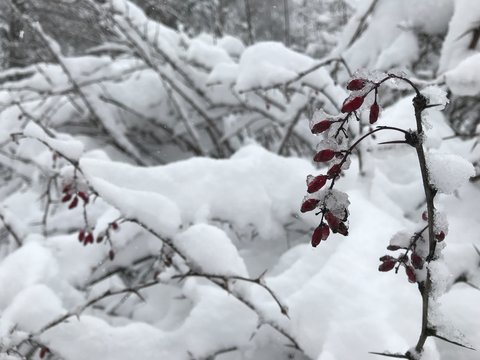 Red barberry berries covered with ice on a black branch on the background of a snow-covered Bush. Photo from a mobile phone in natural light during a snowfall in Moscow 2018