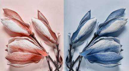 magnolia flowers in trendy shades of the year. color trends. magnolia coral and blue
