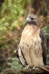 Captive Injured Red Tailed Hawk in Rescue Preserve