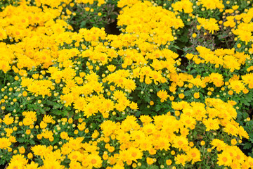 yellow chrysanthemums are in the garden.