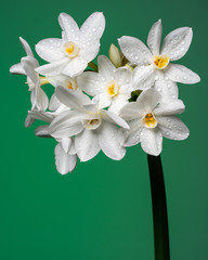 Closeup of paperwhites flowers, studio shot