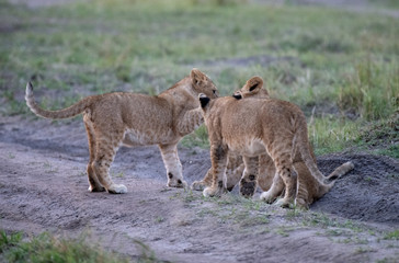 Lion cubs playing in Massai Mara