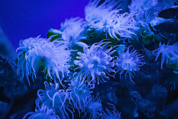 anemone in water