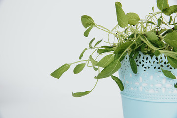 Sage in a pot. The concept of using fresh herbs from the pot, growing herbs at home and in the garden.