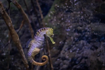 seahorse