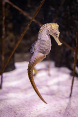seahorse