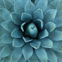Fototapete Blue Agave Plant Used in Making Tequila © desertsolitaire