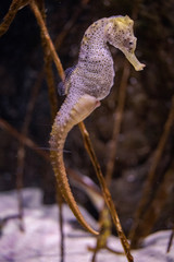 seahorse
