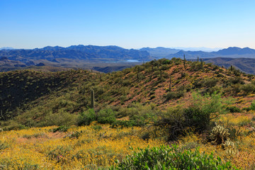 Fototapeta premium Desert Landscape with Saguaro Cacti