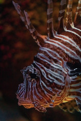 lionfish