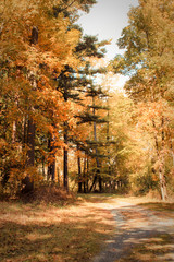 Pathway in Brilliant Autumn Forest