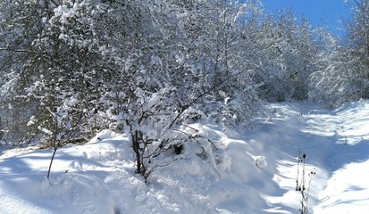 winter landscape with snowy trees and snow