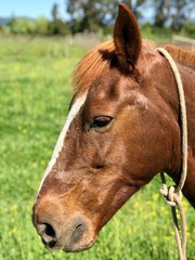 Caballo