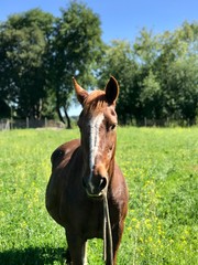 Caballo