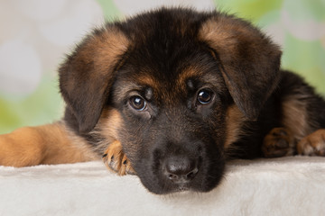 German Shepherd Puppy Dog Portrait Face