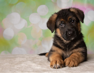 German Shepherd Puppy Dog Portrait