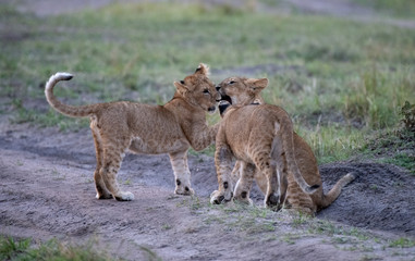 Lion cubs playing