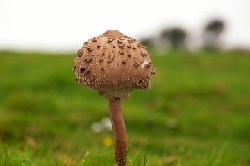 Puffball Grass Trees