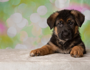 German Shepherd Puppy Dog Portrait Lie