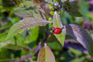 Ladybird sitting on a blade of grass on a blurred green background.