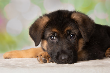 German Shepherd Puppy Dog Portrait Close Up