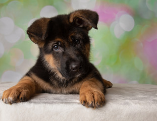 German Shepherd Puppy Dog Tilt