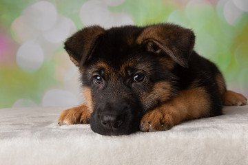 German Shepherd Portrait Puppy Dog Down