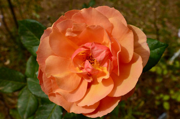 A colorful orange rose. About Face