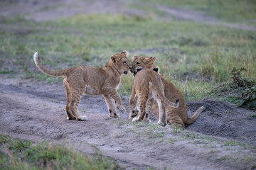 Lion cubs playing in Massai Mara
