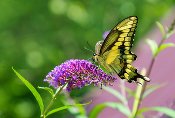 A giant swallowtail butterfly showing the yellow underside of its wings feeds from a purple butterfly bush 