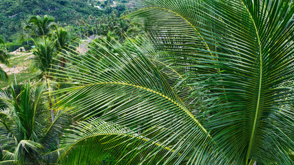 Naklejka na ściany i meble Aerial view of beautiful nature environment, lush green palm trees growing on a slope. Tropical vegetation
