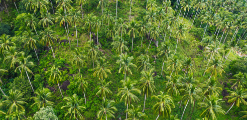 Aerial view of beautiful nature environment, lush green palm trees growing on a slope. Tropical  vegetation
